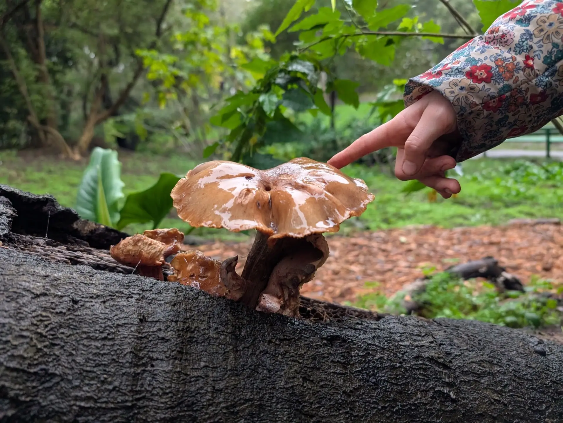 Golden Gate Park, San Francisco